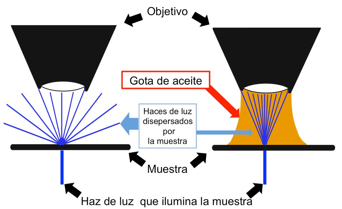 Esquema de la dispersión de la luz procedente de la muestra en un objetivo sin y con aceite