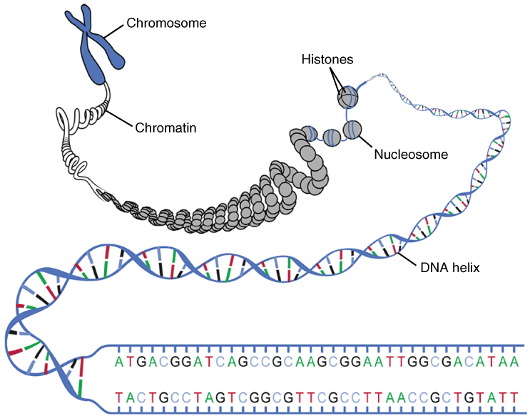 Diferentes grados de compactación del ADN, desde cadenas simples hasta cromosomas