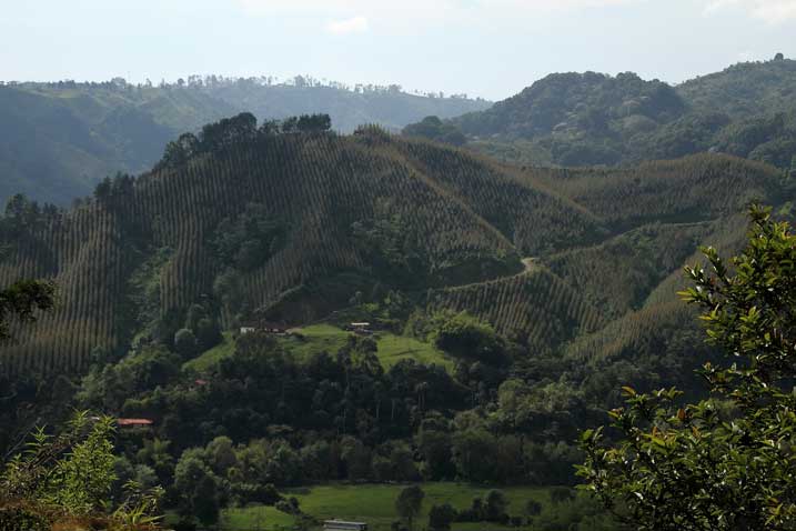 Plantación de eucaliptos en el valle del Quindío (Colombia)