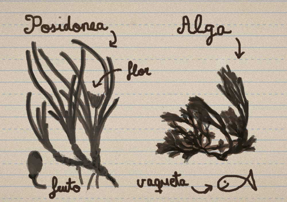 Esquema de Vaqueta explicando las diferencias entre un alga y la Posidonia