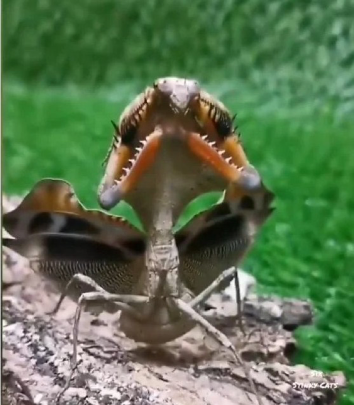 Mantis de hojas muertas simulando una boca. Cr&eacute;ditos.